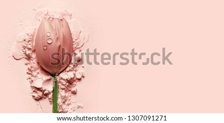 beautiful pink tulip lying on a pink powder.postcard, cosmetics, nature, macro, beauty, naturalness, romance, banner.