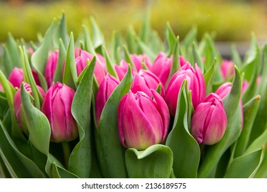 Beautiful Pink tulips heart shaped  bouquet of flowers for valentines day, mothers day, anniversary, get well soon gift, from holland, the Netherlands national flower roze tulpen wallpaper background - Shutterstock ID 2136189575