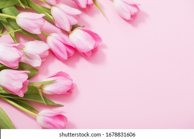 Beautiful Pink Tulips On Pink Background