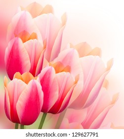 Beautiful Pink Tulips. Spring Background