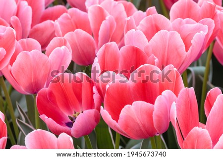 Similar – Tulip pink red Plant