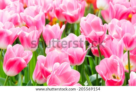 Tulip pink red Plant