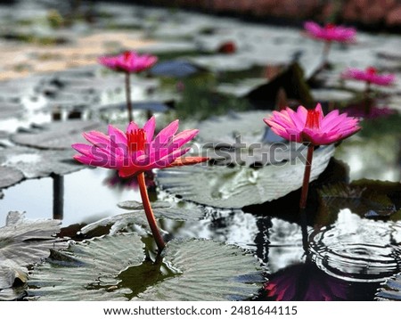Beautiful pink water lilies bloom gracefully in a tranquil pond. The vibrant flowers stand out against the green lily pads, reflecting in the still water, creating a serene and picturesque scene.