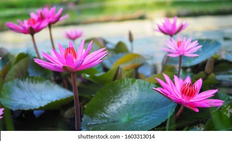 Beautiful Pink Water Lilly in the garden.  Lovely Pink lotus flowers.