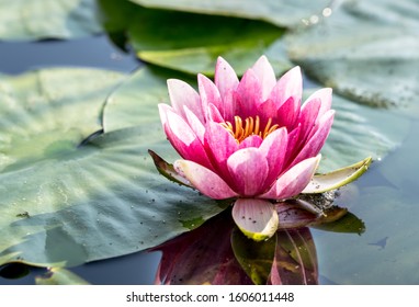 Beautiful pink water lily in a pond, close up view