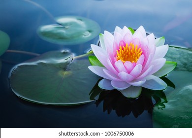 Beautiful pink waterlily or lotus flower in pond.