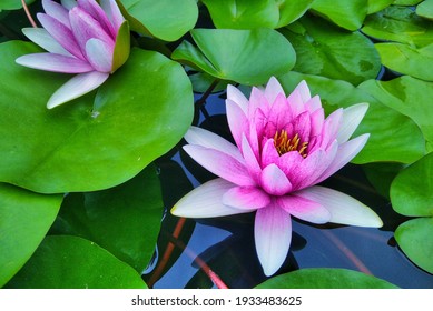 Beautiful pink waterlily or lotus flower in pond with beauty green leaf. Relaxation clam concept.