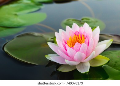 Beautiful pink waterlily or lotus flower in pond.copy space for add text.