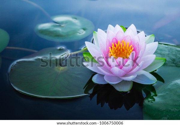 池の中の美しいピンクのスイレンや蓮の花 の写真素材 今すぐ編集