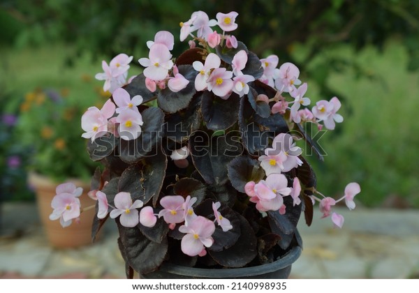 Beautiful pink wax begonia flowers with\
purple leaves. Scientific Name: Begonia\
Cucullata