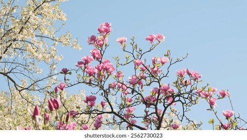 Beautiful pink and white blooming magnolia tree against blue sky. Branch of magnolia blossoms in the spring season - Powered by Shutterstock