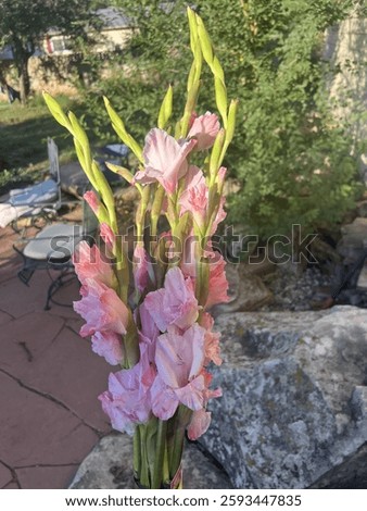 Beautiful pink and white freshly cut gladiolus 