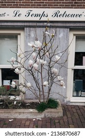 Beautiful Pink And White Magnolia Flower Tree Branch Blooming On A Street Of Amsterdam Against Brick Wall Background. Spring Season. Botany Wallpaper. 