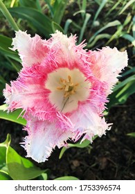 Beautiful pink white Tulip in the summer garden