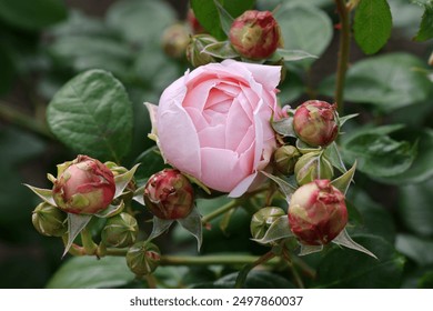 Beautiful pink white yellow roses and rose buds under midday sun in rose garden, close-up, selective focus. Floral natural background with rose flower closeup. Beautiful romantic gift. Greeting card - Powered by Shutterstock