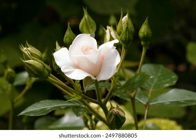 Beautiful pink white yellow roses and rose buds under midday sun in rose garden, close-up, selective focus. Floral natural background with rose flower closeup. Beautiful romantic gift. Greeting card - Powered by Shutterstock