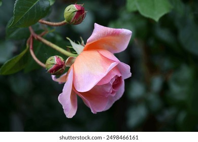 Beautiful pink white yellow roses and rose buds under midday sun in rose garden, close-up, selective focus. Floral natural background with rose flower closeup. Beautiful romantic gift. Greeting card - Powered by Shutterstock