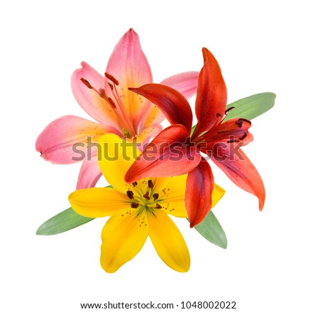 Beautiful pink, yellow and red lily flowers  isolated on white background