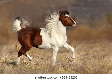 Beautiful pinto horse with long mane trotting in autumn field