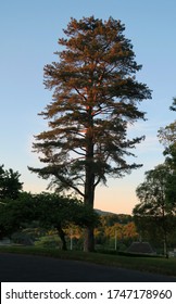 Beautiful Pinus Taeda In The Sunset