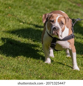 Beautiful Pit Bull Walking On Lush In The Park. American Pit Bull Terrier Looking Straight In To Camera. Street View, No People, Copy Space For Text