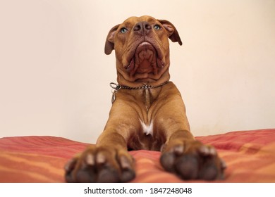 Beautiful Pitbull Dog Stretches Out On The Bed And Looks At A Camera