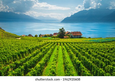 Beautiful place and garden with vineyards on the shore of the lake Geneva, Rivaz, Canton of Vaud, Switzerland, Europe