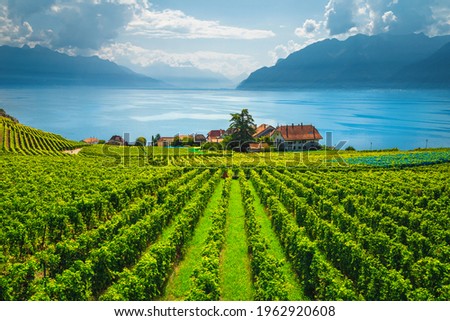 Beautiful place and garden with vineyards on the shore of the lake Geneva, Rivaz, Canton of Vaud, Switzerland, Europe