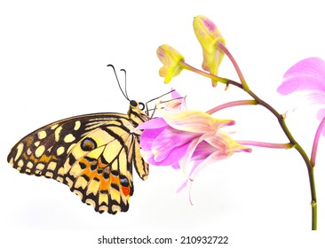 Beautiful Plain Butterfly On Pink Orchid Flower. On White Background