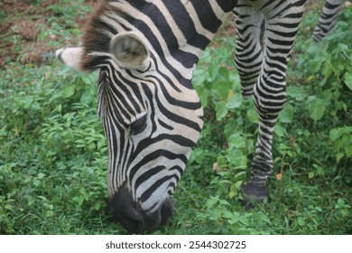 The beautiful, plains zebra in the nature park eating grass leaves - grazing. 
Group of zebras in the zoo, 
Zebra in a Sri Lankan jungle. Side view of plains zebra grazing on grassy field - Powered by Shutterstock