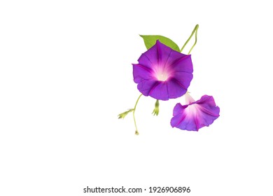 354 Dwarf morning glory Images, Stock Photos & Vectors | Shutterstock