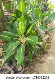  beautiful plant in  the garden - Shutterstock ID 1716332272
