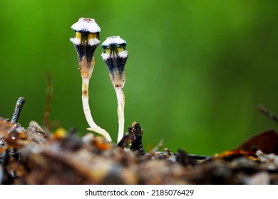 Beautiful Plant Genus Of Myco-heterotrophic In The Rain Forest.