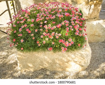 Beautiful plant vase with pink flowers in Mount Tabor, Israel. Amazing tower and view