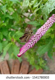 Beautiful Plant Wild Life Photographer