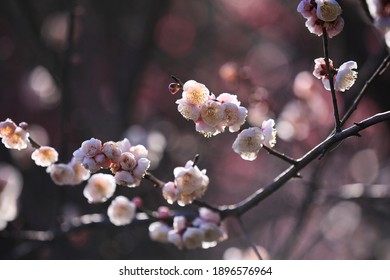 チェリーのスモモの木 の画像 写真素材 ベクター画像 Shutterstock