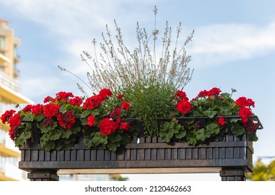Beautiful plants growing in a long wooden flower pot outdoor. Long wooden flowerbox with flowers and plants against blue sky. Nobody, selective focus, street photo