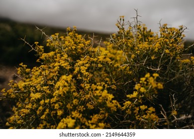 Beautiful Plants Near Death Valley, CA, USA.