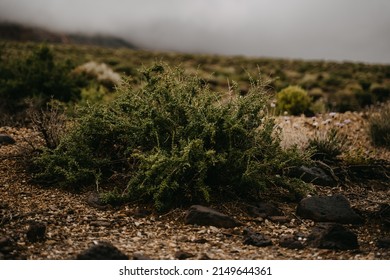 Beautiful Plants Near Death Valley, CA, USA.