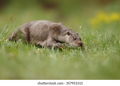 beautiful and playful river otter in the nature habitat in Czech Republic, lutra lutra - Shutterstock ID 357951515