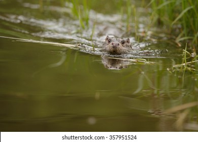 beautiful and playful river otter in the nature habitat in Czech Republic, lutra lutra - Shutterstock ID 357951524