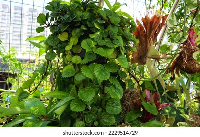 beautiful Plectranthus verticillatus in the garden - Shutterstock ID 2229514729