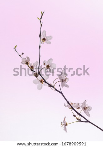 cherry brandy Nature Plant