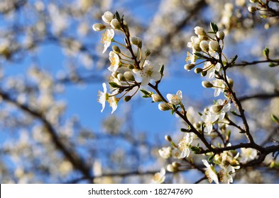 beautiful plum blossom photographed in early spring - Powered by Shutterstock