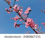 Beautiful of Plum blossom at West Lake, Hangzhou, China.
