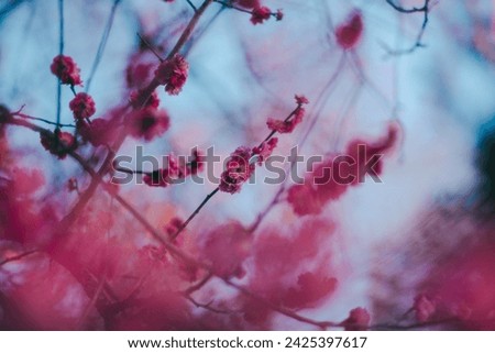 Similar – Carnation Flowers Frame Background