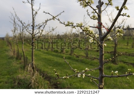 Beautiful plum orchard. There are white flowers on the trees. There is green grass between the trees. The sky is blue.