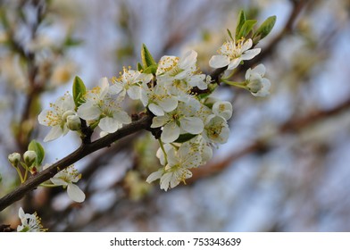 Beautiful Plum Tree Branch In The Spring - Denmark - Garden - Spring 2016