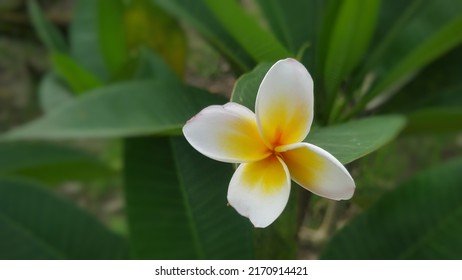 A Beautiful Plumeria Blooming In The Garden