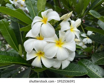 Beautiful Dahlia Pinnata Garden Stock Photo 1758792806 | Shutterstock